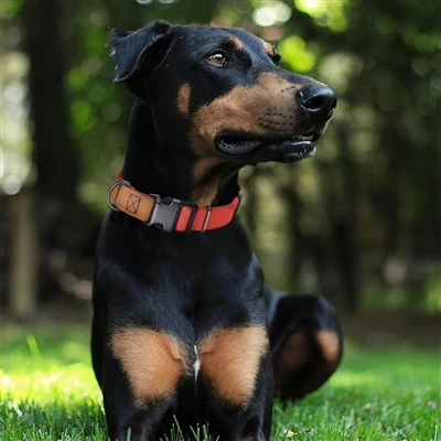 PET IPETI startet stilvolle und langlebige Hundekragen und Leinen, die begeis...