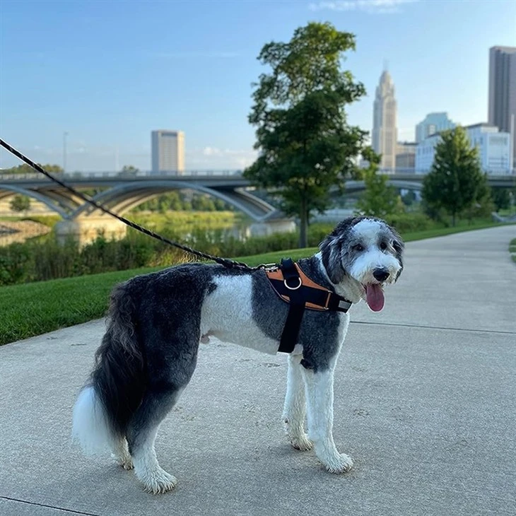 Pet Belong Harness price
